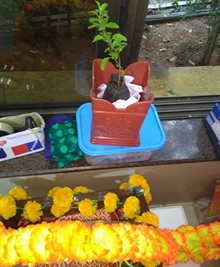 Ashadhi Ekadashi