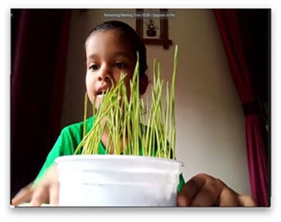 Germination