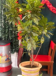 Nisarg Pooja